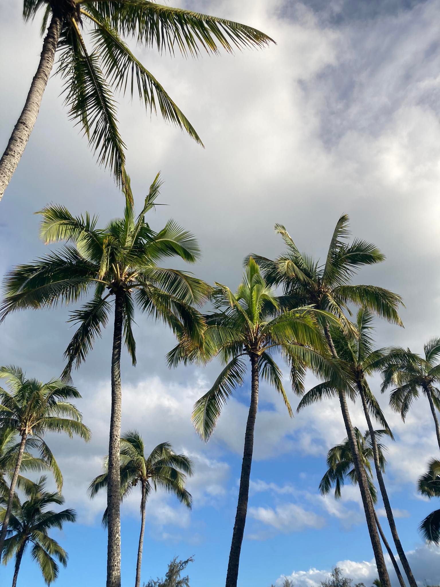 Palm trees in Hawaii