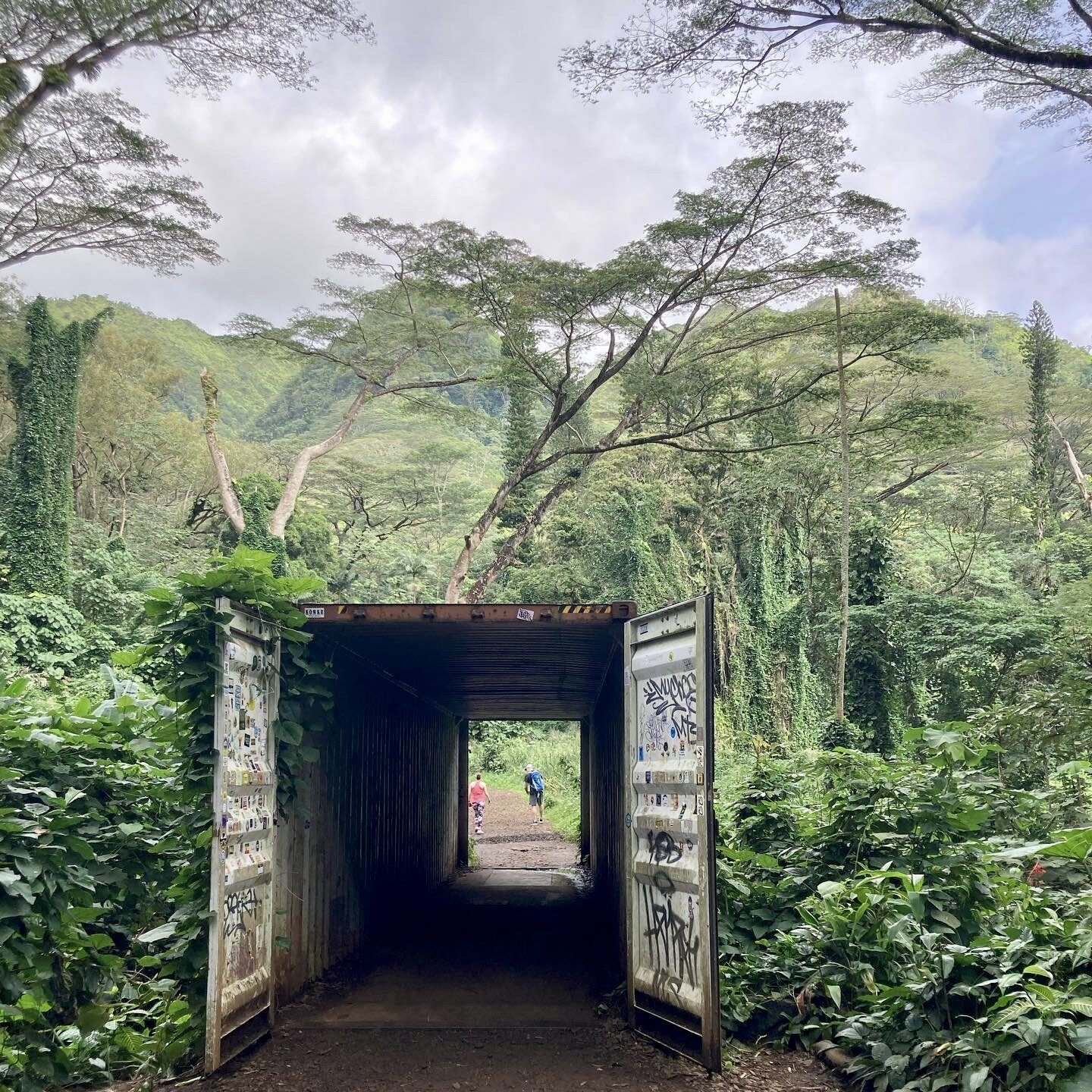 Manoa falls forest