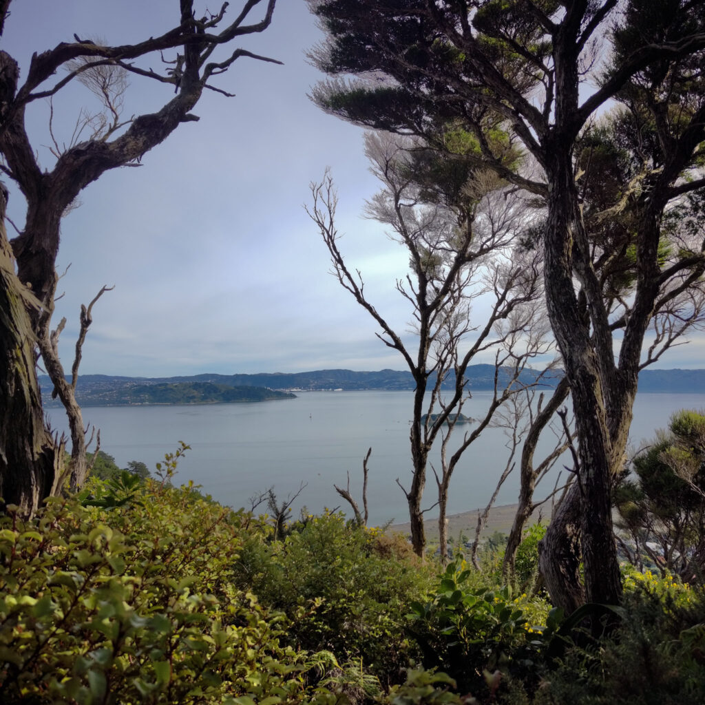 Butterfly creek view of sea with trees