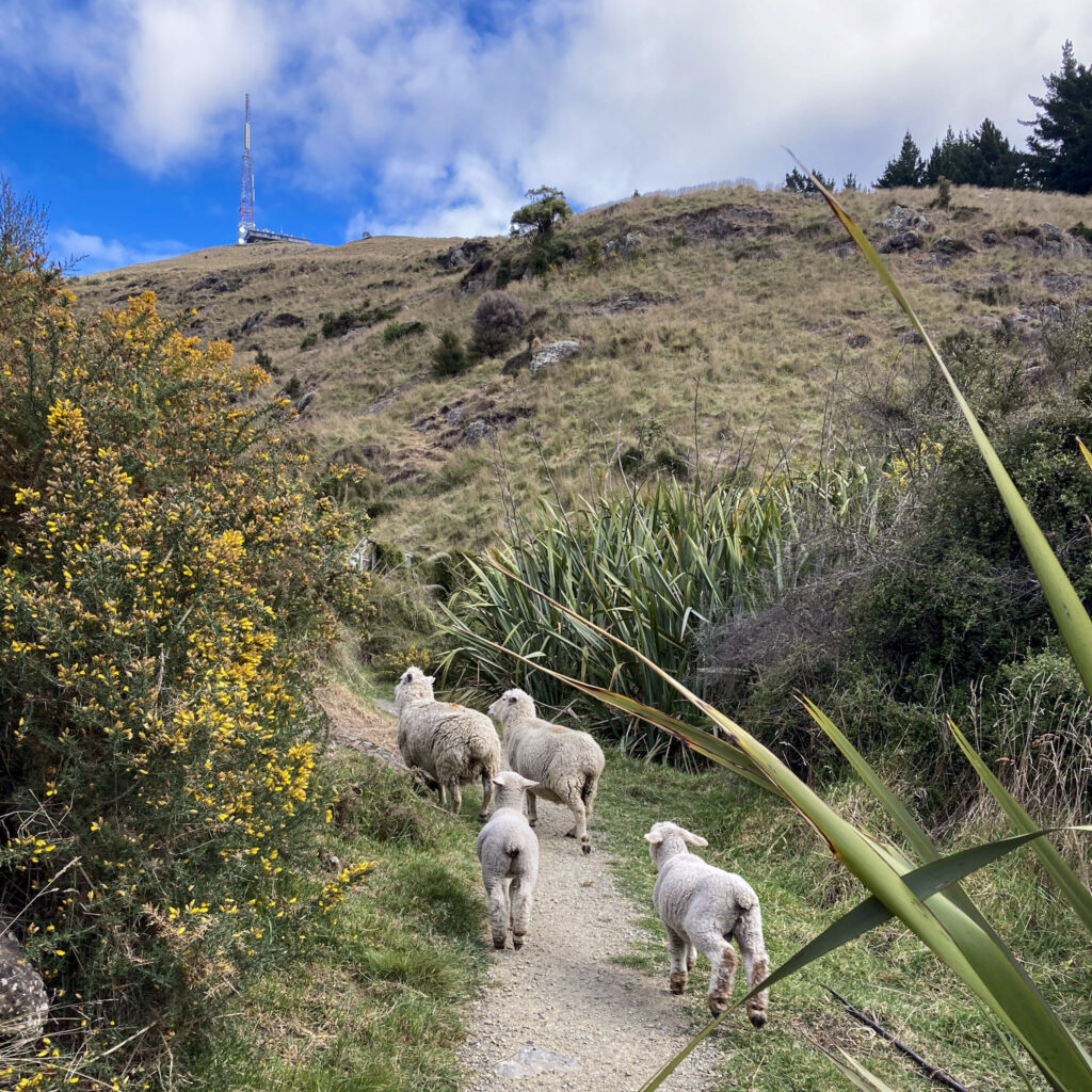 Walking Tracks in Christchurch - Bowenvale 