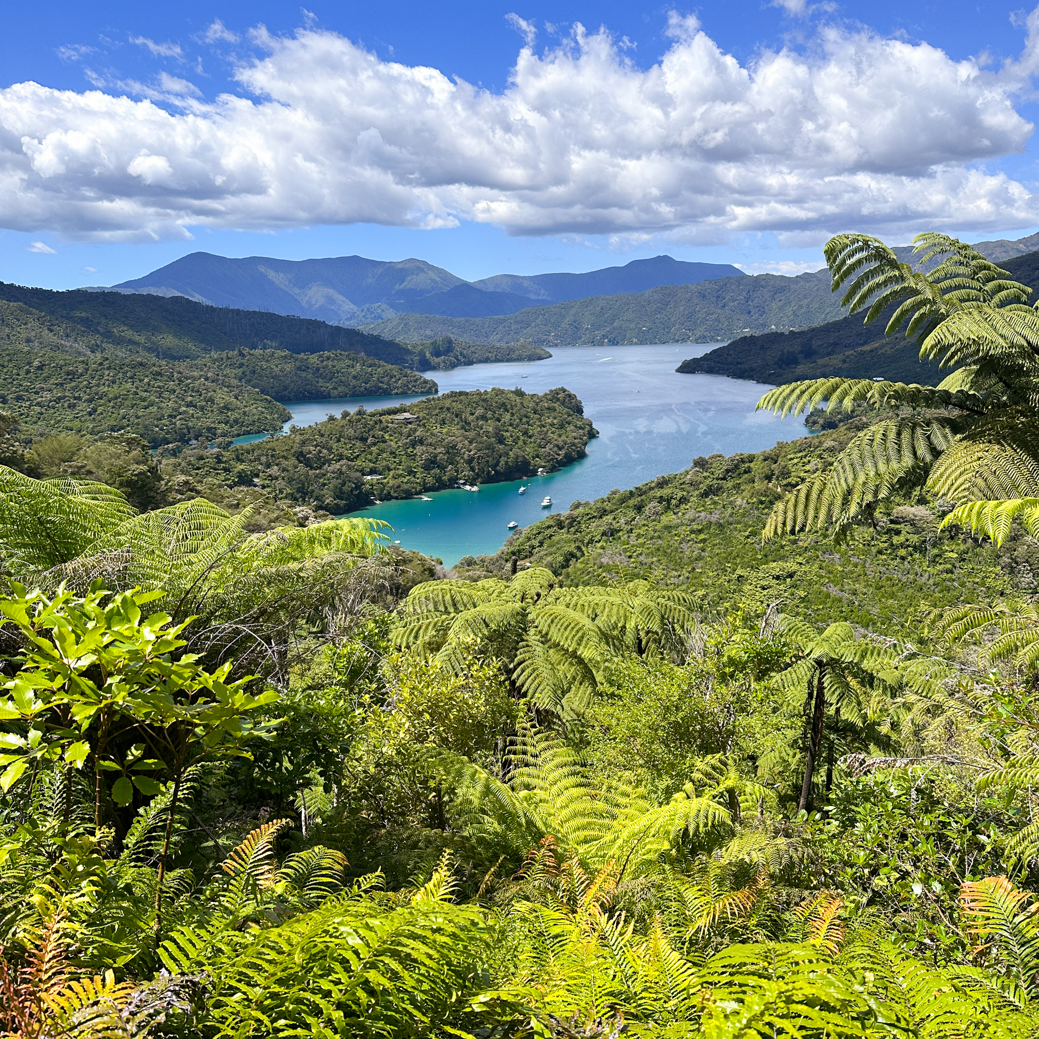 View of the sounds with ferns New Zealand